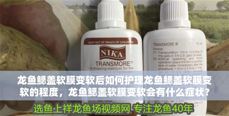 龍魚鰓蓋軟膜變軟后如何護理龍魚鰓蓋軟膜變軟的程度，龍魚鰓蓋軟膜變軟會有什么癥狀？