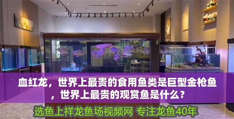 血紅龍，世界上最貴的食用魚(yú)類是巨型金槍魚(yú)，世界上最貴的觀賞魚(yú)是什么？