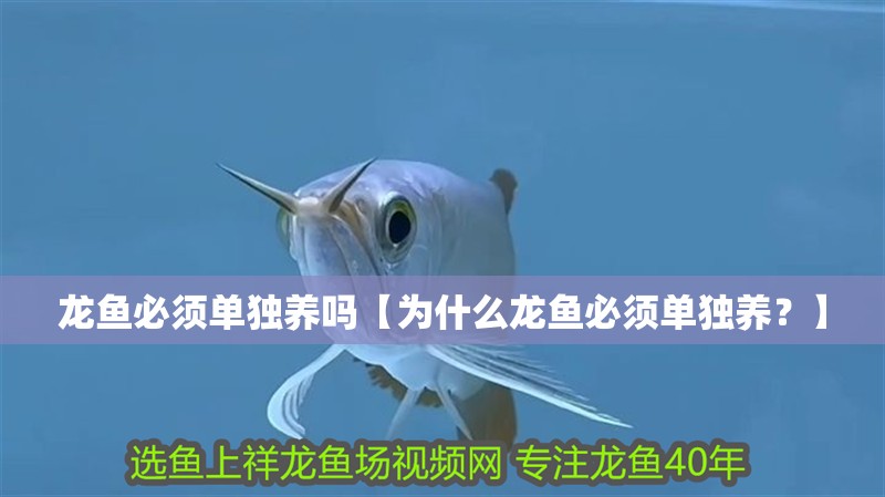 龍魚必須單獨養嗎【為什么龍魚必須單獨養？】