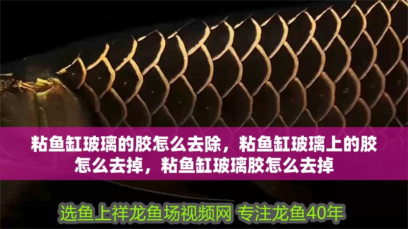 粘魚缸玻璃的膠怎么去除，粘魚缸玻璃上的膠怎么去掉，粘魚缸玻璃膠怎么去掉