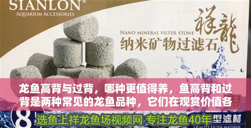 龍魚高背與過背，哪種更值得養，魚高背和過背是兩種常見的龍魚品種，它們在觀賞價值各有特點
