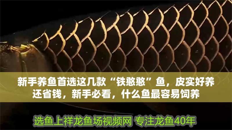 新手養魚首選這幾款“鐵憨憨”魚，皮實好養還省錢，新手必看，什么魚最容易飼養