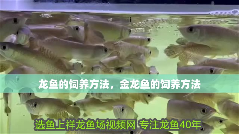 龍魚的飼養方法，金龍魚的飼養方法