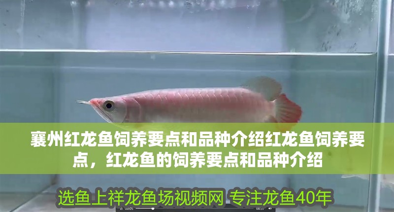 襄州紅龍魚(yú)飼養(yǎng)要點(diǎn)和品種介紹紅龍魚(yú)飼養(yǎng)要點(diǎn)，紅龍魚(yú)的飼養(yǎng)要點(diǎn)和品種介紹