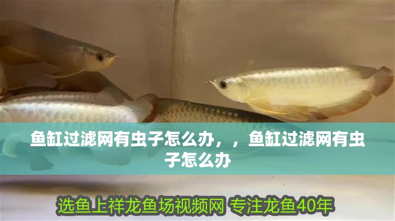 魚缸過濾網有蟲子怎么辦，，魚缸過濾網有蟲子怎么辦