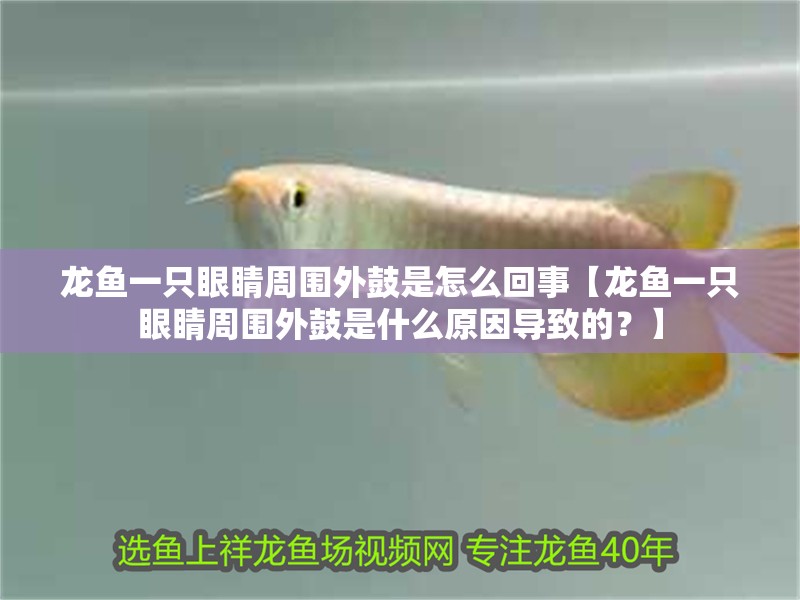 龍魚一只眼睛周圍外鼓是怎么回事【龍魚一只眼睛周圍外鼓是什么原因導致的？】