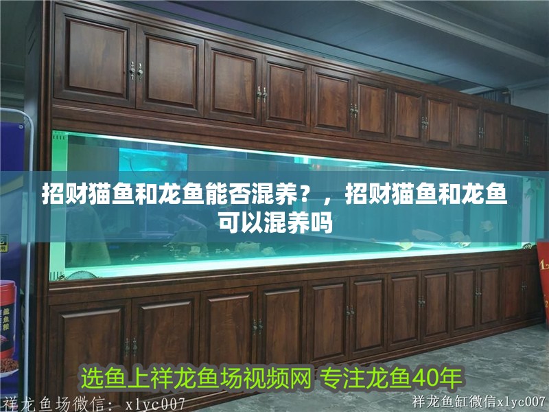 招財貓魚和龍魚能否混養？，招財貓魚和龍魚可以混養嗎