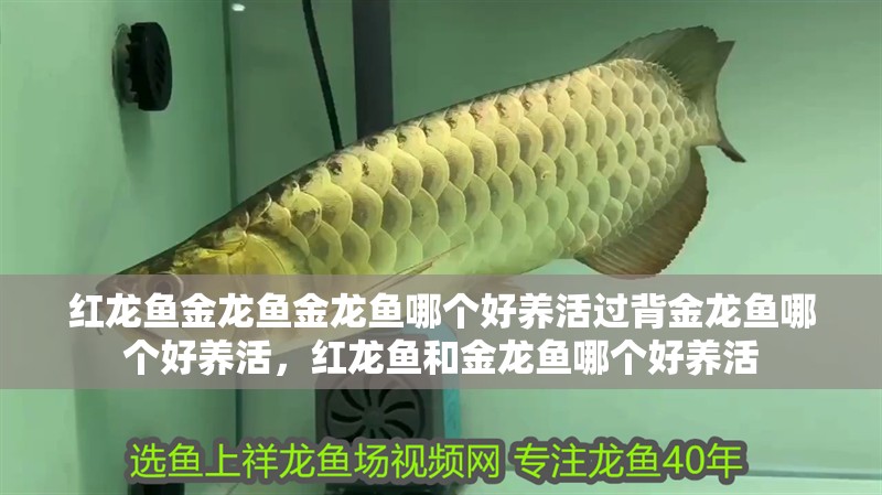 紅龍魚金龍魚金龍魚哪個好養(yǎng)活過背金龍魚哪個好養(yǎng)活，紅龍魚和金龍魚哪個好養(yǎng)活