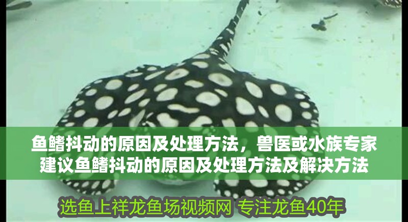 魚鰭抖動的原因及處理方法，獸醫(yī)或水族專家建議魚鰭抖動的原因及處理方法及解決方法 魚鰭抖動的原因及處理方法，獸醫(yī)或水族專家建議魚鰭抖動的原因及處理方法及解決方法 龍魚百科