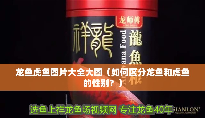 龍魚(yú)虎魚(yú)圖片大全大圖（如何區(qū)分龍魚(yú)和虎魚(yú)的性別？）