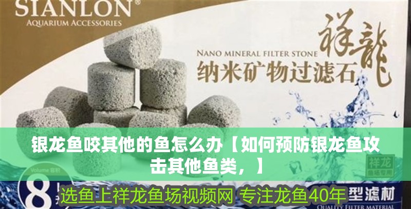 銀龍魚咬其他的魚怎么辦【如何預防銀龍魚攻擊其他魚類，】