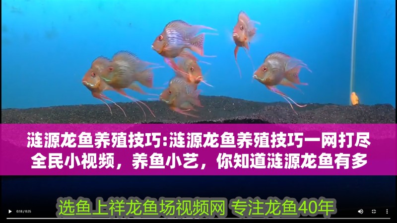 漣源龍魚養(yǎng)殖技巧:漣源龍魚養(yǎng)殖技巧一網(wǎng)打盡全民小視頻，養(yǎng)魚小藝，你知道漣源龍魚有多少個品種可為漁業(yè)