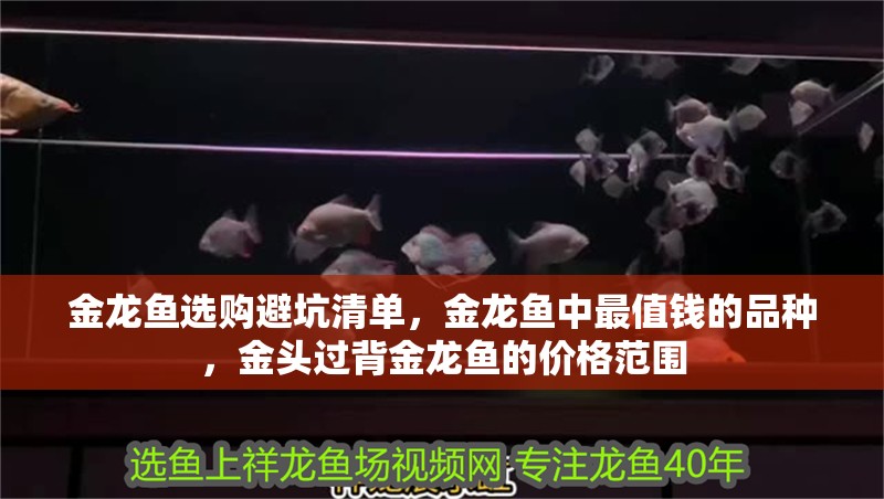 金龍魚選購避坑清單，金龍魚中最值錢的品種，金頭過背金龍魚的價格范圍