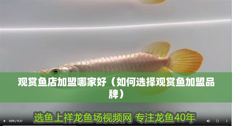 觀賞魚店加盟哪家好（如何選擇觀賞魚加盟品牌）
