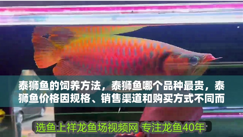 泰獅魚的飼養方法，泰獅魚哪個品種最貴，泰獅魚價格因規格、銷售渠道和購買方式不同而有很大差異