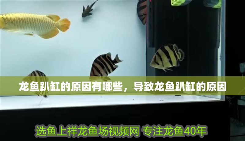 龍魚趴缸的原因有哪些，導致龍魚趴缸的原因