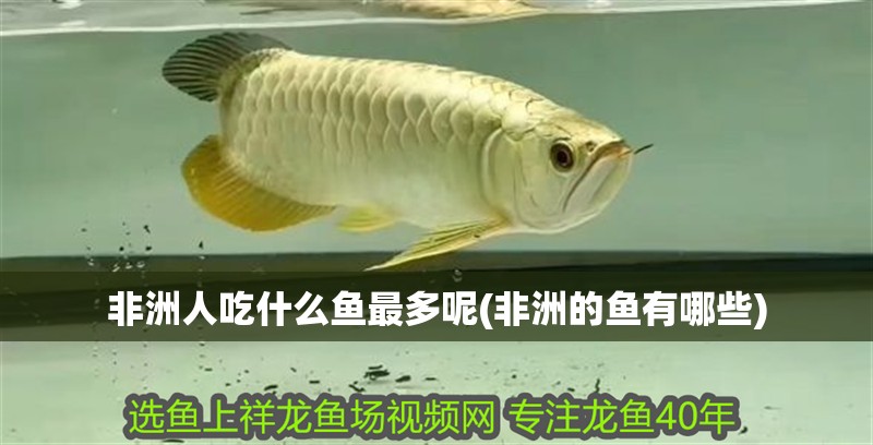 非洲人吃什么魚最多呢(非洲的魚有哪些)