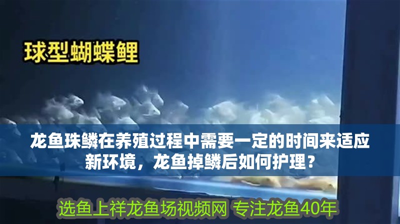 龍魚珠鱗在養(yǎng)殖過程中需要一定的時間來適應新環(huán)境，龍魚掉鱗后如何護理？