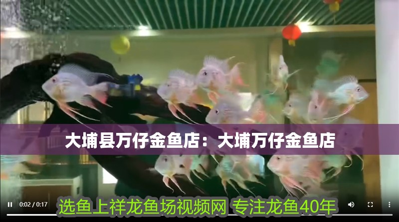 大埔縣萬仔金魚店：大埔萬仔金魚店