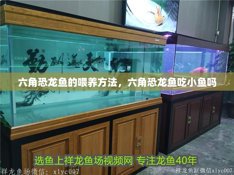 六角恐龍魚的喂養方法，六角恐龍魚吃小魚嗎