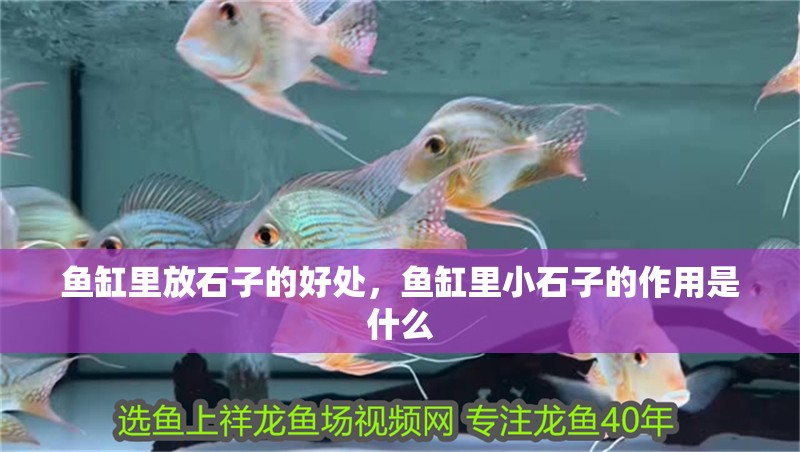 魚缸里放石子的好處，魚缸里小石子的作用是什么