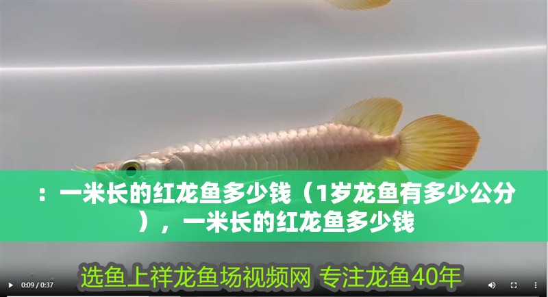 ：一米長的紅龍魚多少錢（1歲龍魚有多少公分），一米長的紅龍魚多少錢