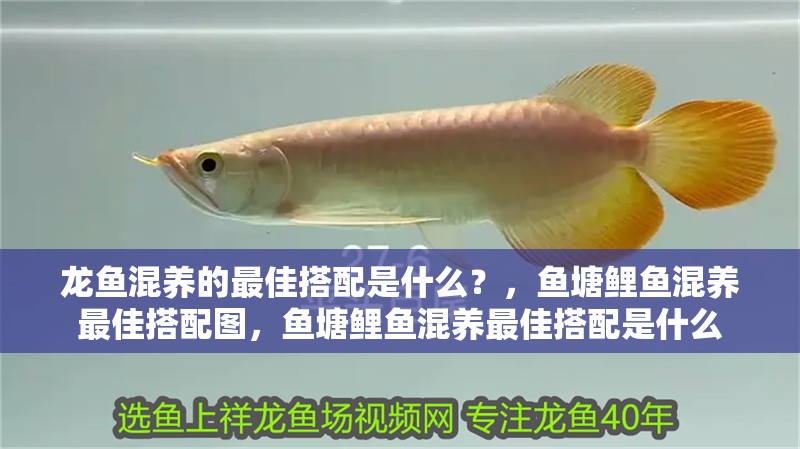 龍魚混養的最佳搭配是什么？，魚塘鯉魚混養最佳搭配圖，魚塘鯉魚混養最佳搭配是什么 龍魚混養的最佳搭配是什么？，魚塘鯉魚混養最佳搭配圖，魚塘鯉魚混養最佳搭配是什么 觀賞魚百科 第2張