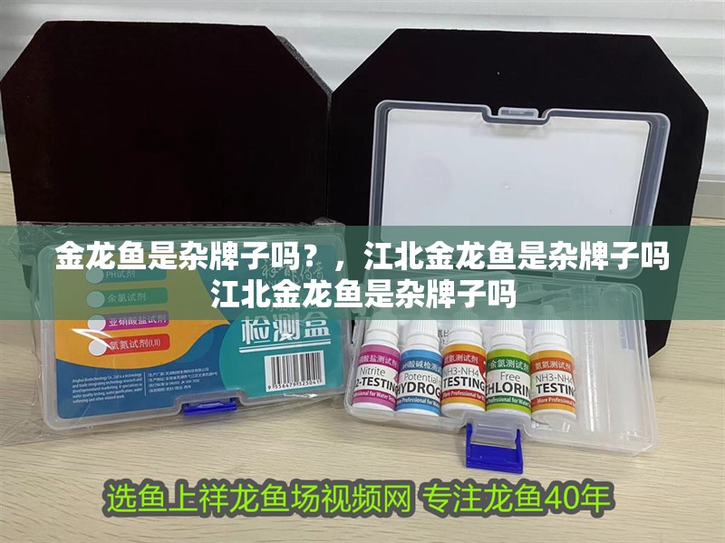 金龍魚是雜牌子嗎？，江北金龍魚是雜牌子嗎江北金龍魚是雜牌子嗎