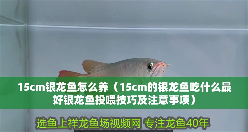 15cm銀龍魚怎么養（15cm的銀龍魚吃什么最好銀龍魚投喂技巧及注意事項）