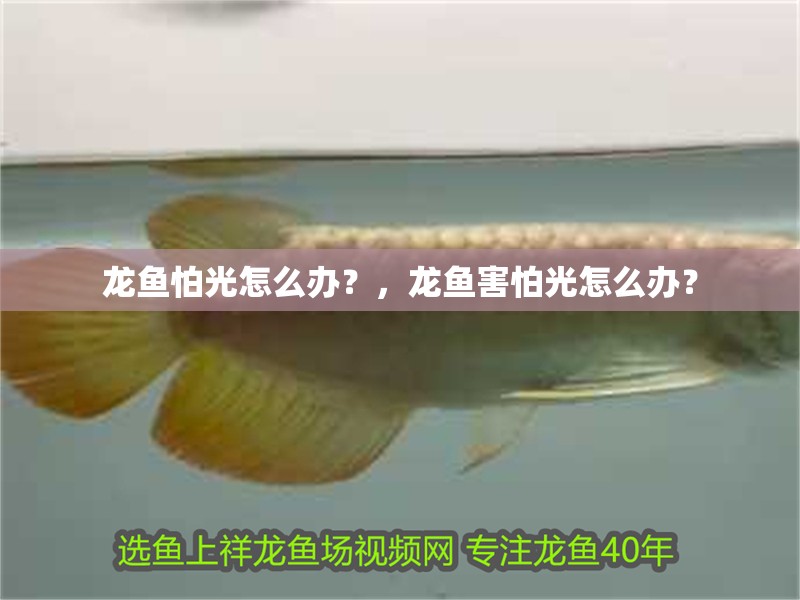 龍魚怕光怎么辦？，龍魚害怕光怎么辦？