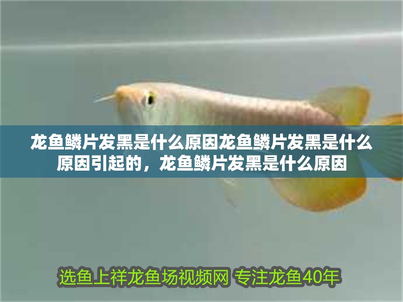 龍魚鱗片發黑是什么原因龍魚鱗片發黑是什么原因引起的，龍魚鱗片發黑是什么原因