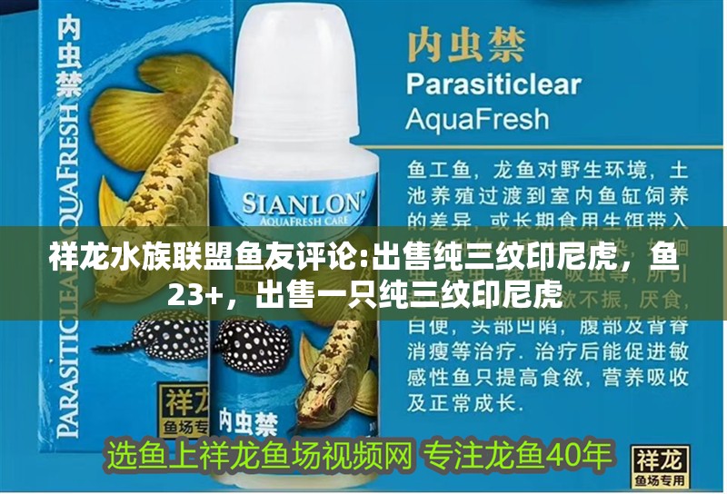 祥龍水族聯(lián)盟魚友評論:出售純?nèi)y印尼虎，魚23+，出售一只純?nèi)y印尼虎