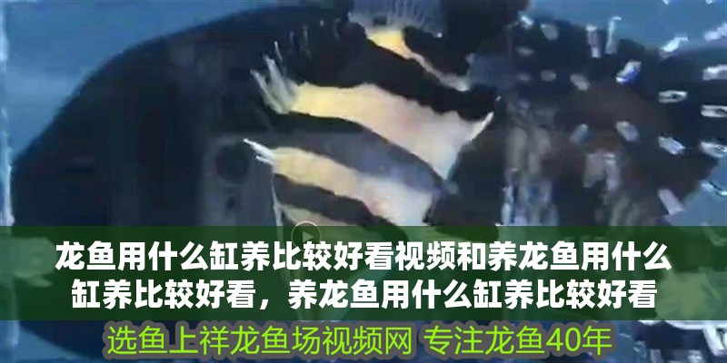 龍魚用什么缸養(yǎng)比較好看視頻和養(yǎng)龍魚用什么缸養(yǎng)比較好看，養(yǎng)龍魚用什么缸養(yǎng)比較好看