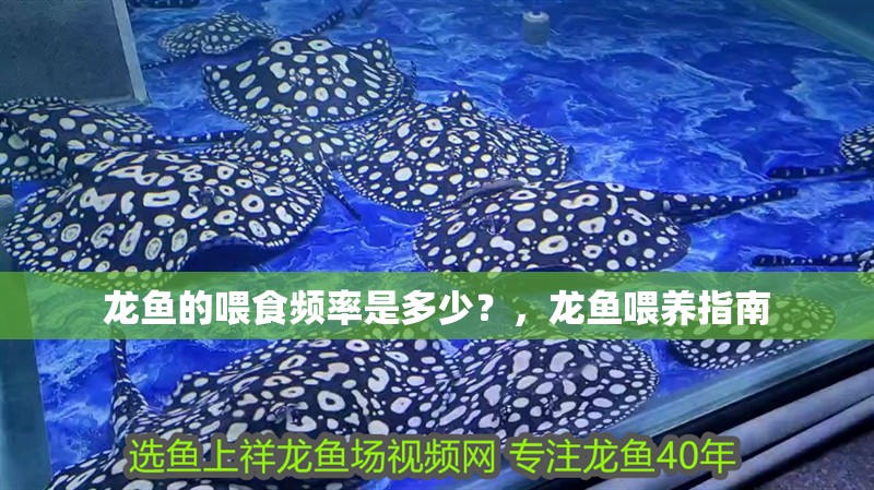 龍魚的喂食頻率是多少？，龍魚喂養指南