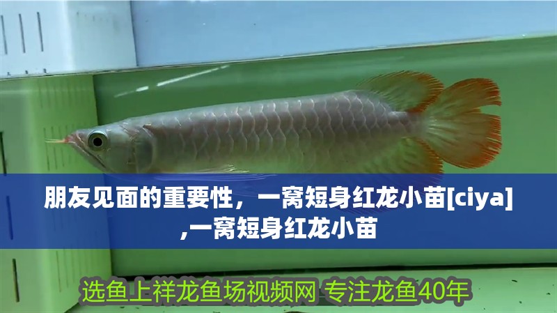 朋友見面的重要性，一窩短身紅龍小苗[ciya],一窩短身紅龍小苗