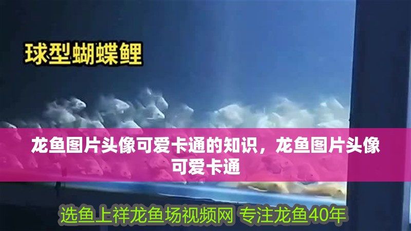 龍魚圖片頭像可愛卡通的知識，龍魚圖片頭像可愛卡通
