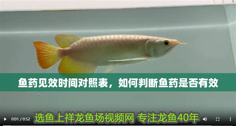 魚藥見效時(shí)間對(duì)照表，如何判斷魚藥是否有效