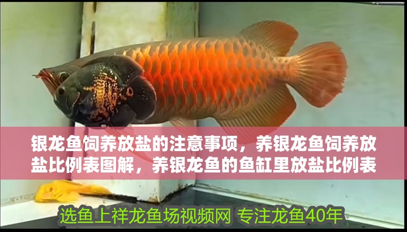 銀龍魚飼養放鹽的注意事項，養銀龍魚飼養放鹽比例表圖解，養銀龍魚的魚缸里放鹽比例表圖解
