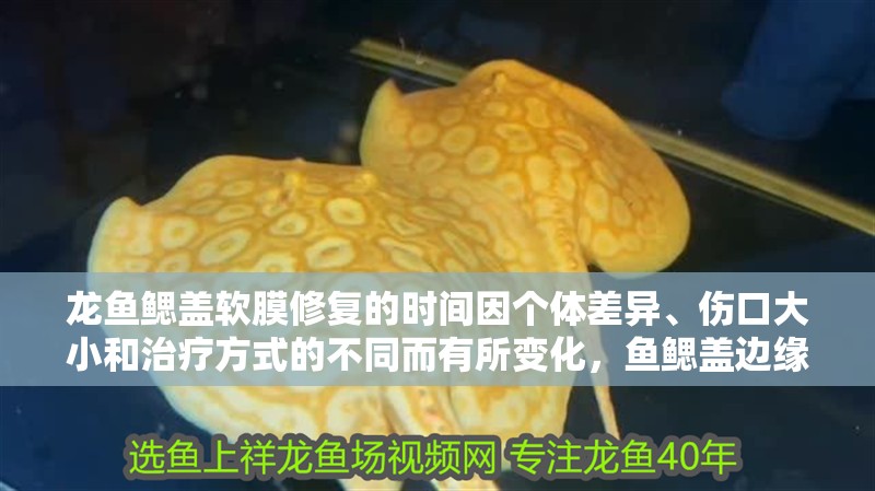 龍魚鰓蓋軟膜修復(fù)的時(shí)間因個(gè)體差異、傷口大小和治療方式的不同而有所變化，魚鰓蓋邊緣軟膜修復(fù)期間需要什么護(hù)理？