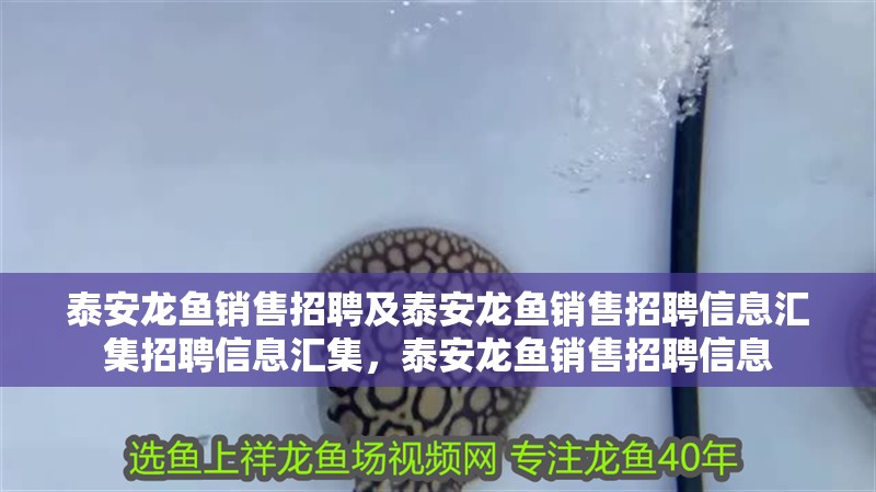 泰安龍魚銷售招聘及泰安龍魚銷售招聘信息匯集招聘信息匯集，泰安龍魚銷售招聘信息