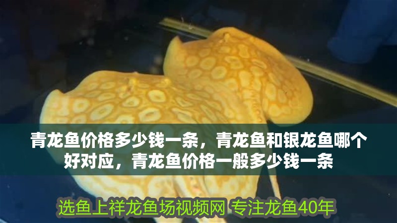 青龍魚價(jià)格多少錢一條，青龍魚和銀龍魚哪個(gè)好對(duì)應(yīng)，青龍魚價(jià)格一般多少錢一條