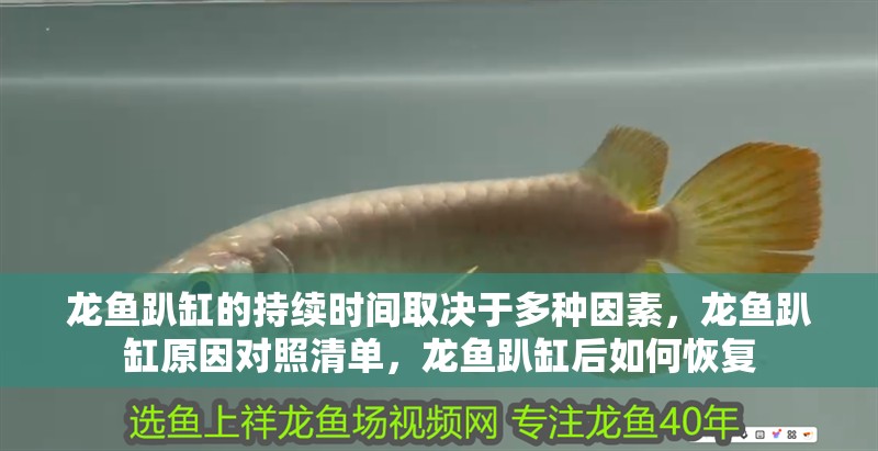 龍魚趴缸的持續時間取決于多種因素，龍魚趴缸原因對照清單，龍魚趴缸后如何恢復