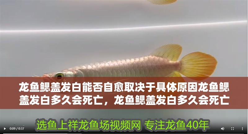 龍魚鰓蓋發(fā)白能否自愈取決于具體原因龍魚鰓蓋發(fā)白多久會(huì)死亡，龍魚鰓蓋發(fā)白多久會(huì)死亡，