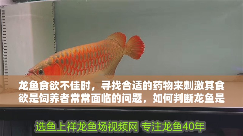 龍魚食欲不佳時，尋找合適的藥物來刺激其食欲是飼養者常常面臨的問題，如何判斷龍魚是否需要刺激食欲？