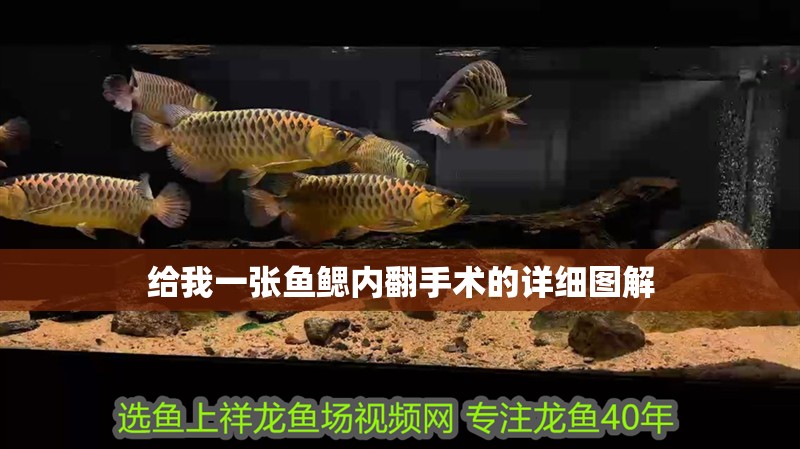 給我一張魚鰓內(nèi)翻手術(shù)的詳細(xì)圖解 給我一張魚鰓內(nèi)翻手術(shù)的詳細(xì)圖解 龍魚百科