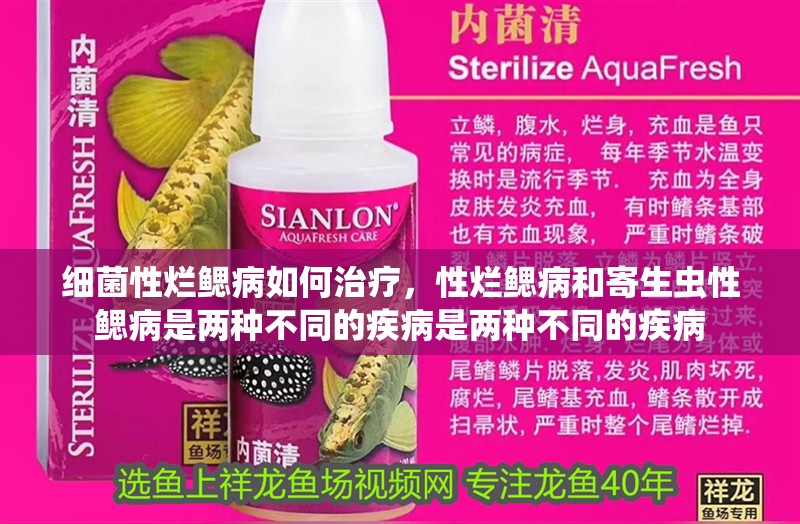 細菌性爛鰓病如何治療，性爛鰓病和寄生蟲性鰓病是兩種不同的疾病是兩種不同的疾病