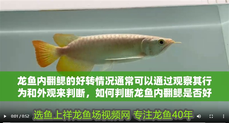 龍魚內(nèi)翻鰓的好轉(zhuǎn)情況通常可以通過觀察其行為和外觀來判斷，如何判斷龍魚內(nèi)翻鰓是否好轉(zhuǎn)
