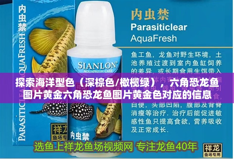 探索海洋型色（深棕色/橄欖綠），六角恐龍魚圖片黃金六角恐龍魚圖片黃金色對應的信息