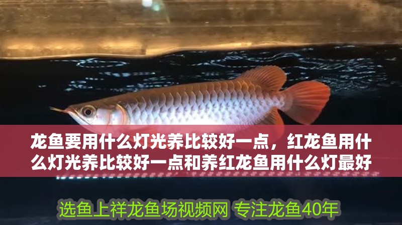 龍魚要用什么燈光養(yǎng)比較好一點，紅龍魚用什么燈光養(yǎng)比較好一點和養(yǎng)紅龍魚用什么燈最好