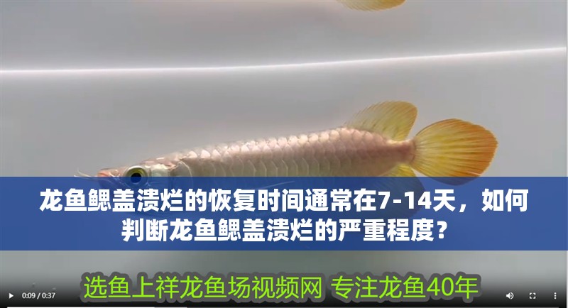 龍魚鰓蓋潰爛的恢復時間通常在7-14天，如何判斷龍魚鰓蓋潰爛的嚴重程度？